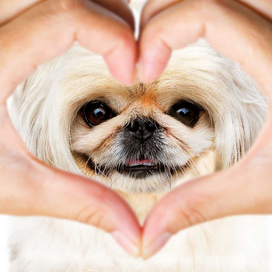 senior pekingese dog
